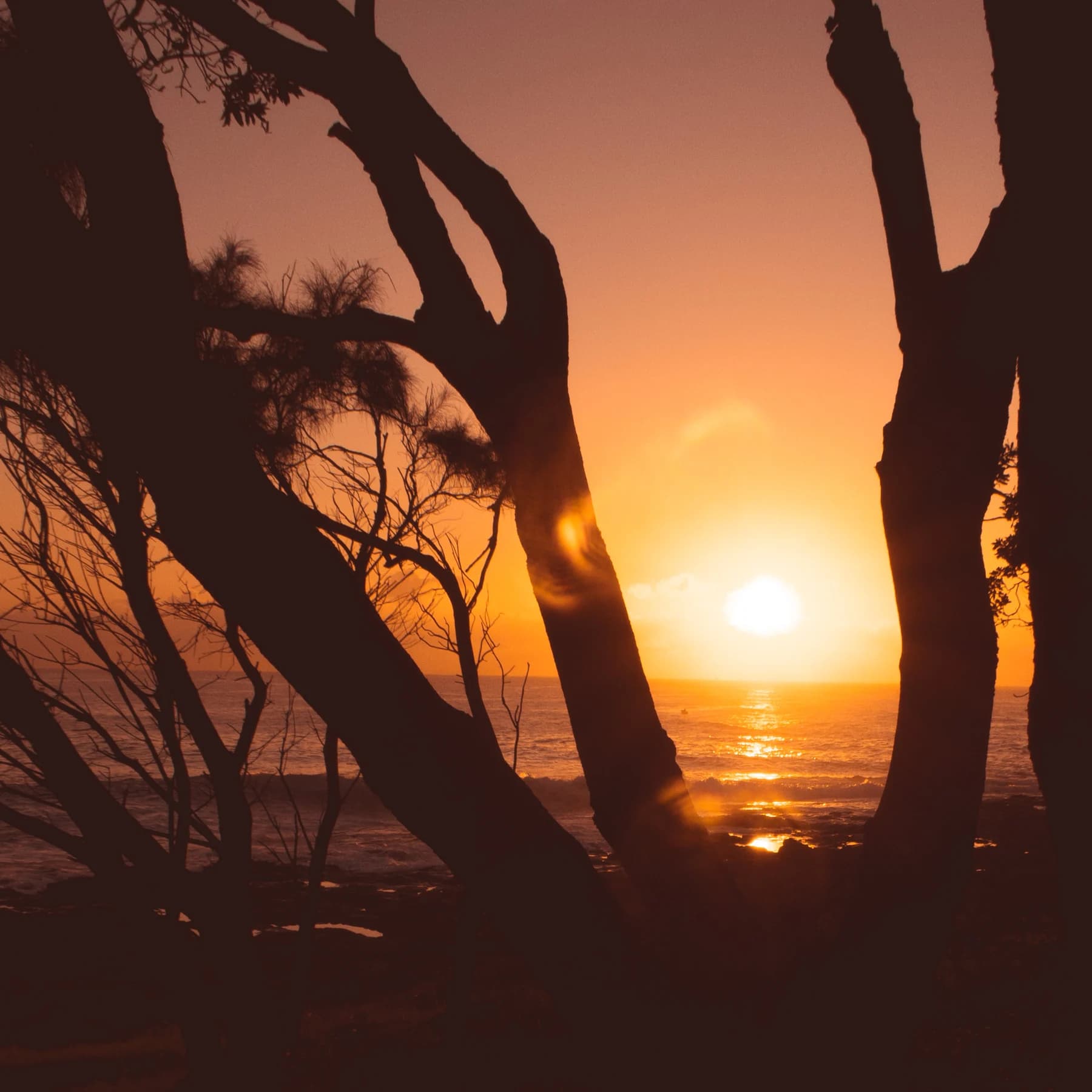 Sunset through tree silhouettes by Croome Photography