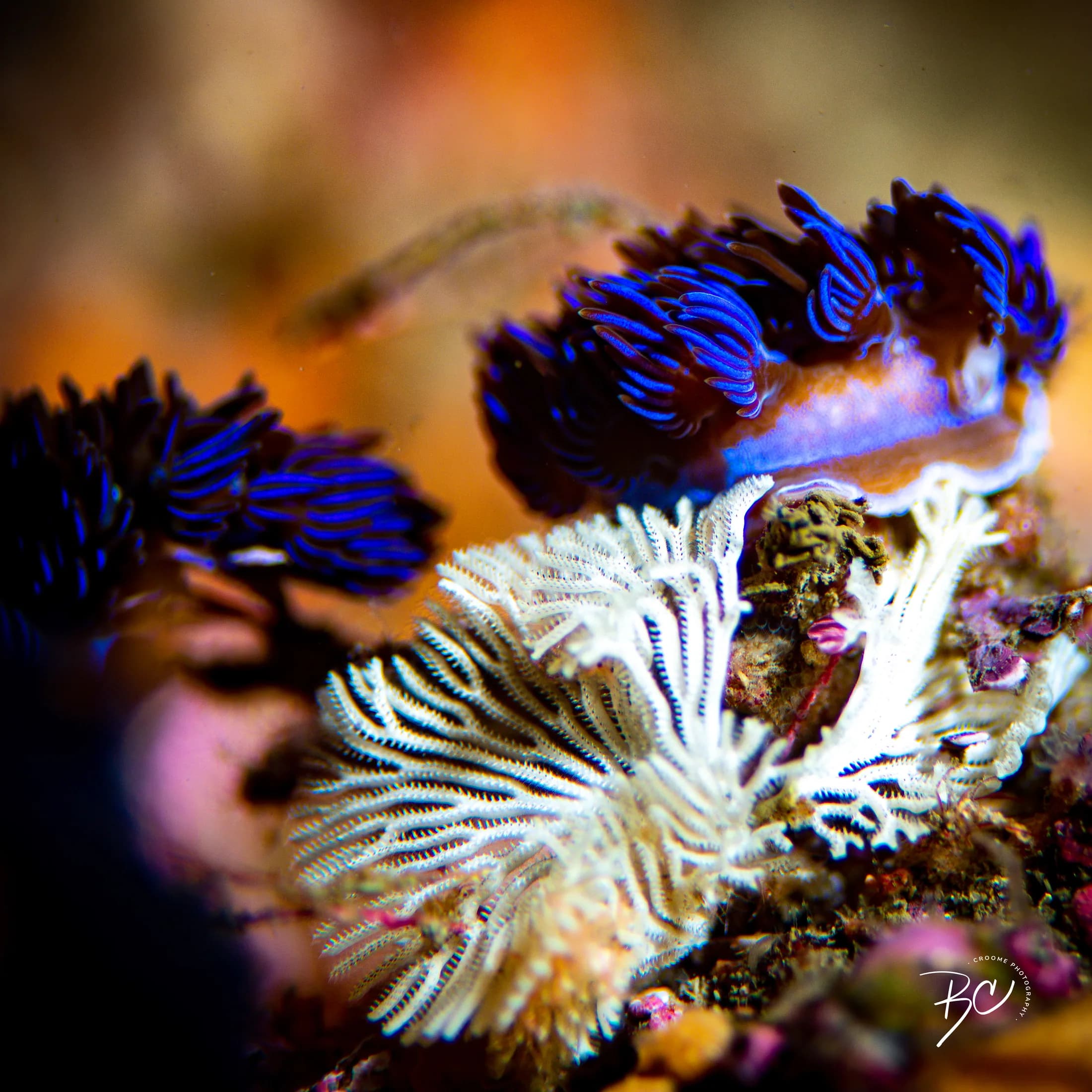 Vivid reef detail photographed underwater by Croome Photography
