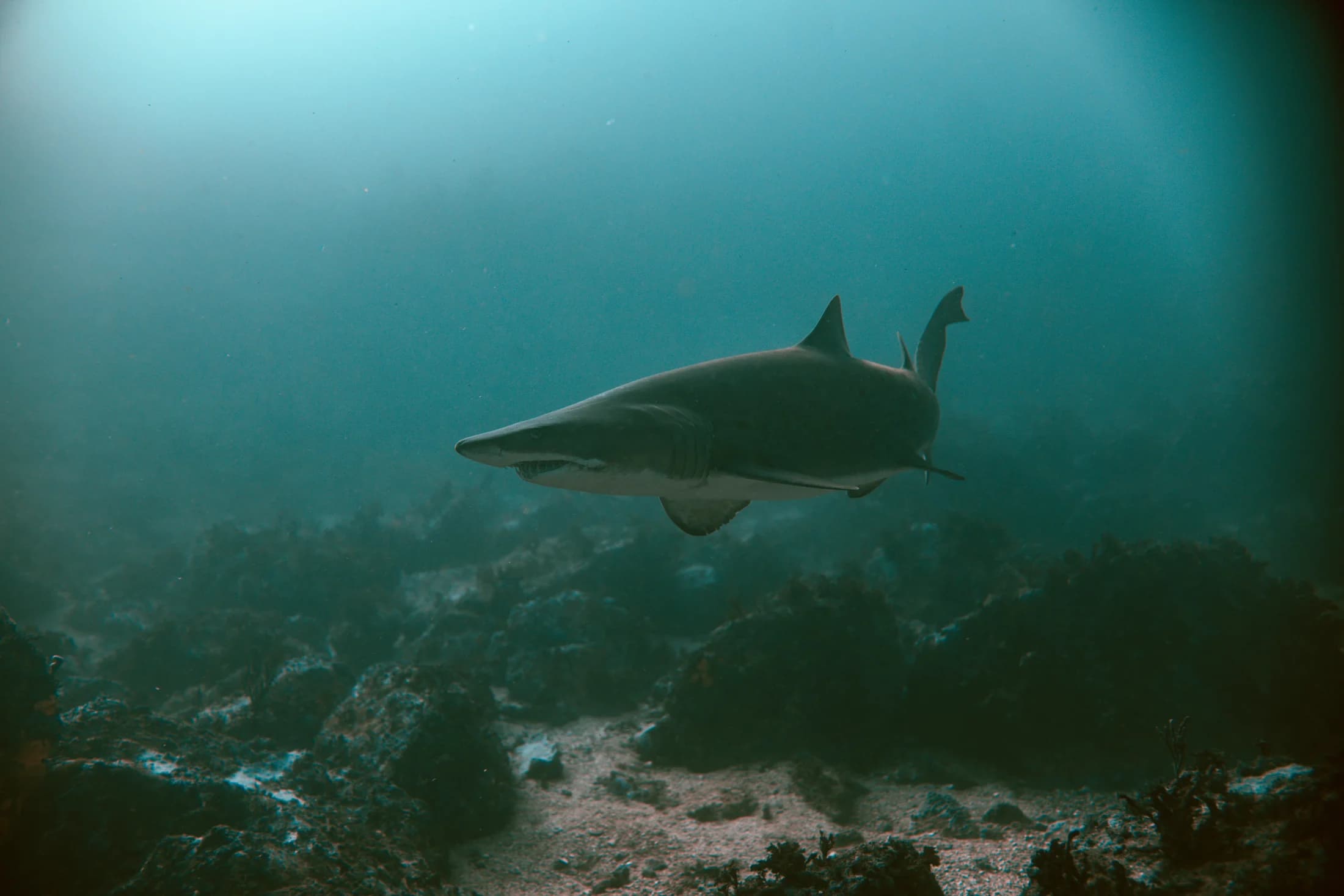 Shark moving through green water by Croome Photography