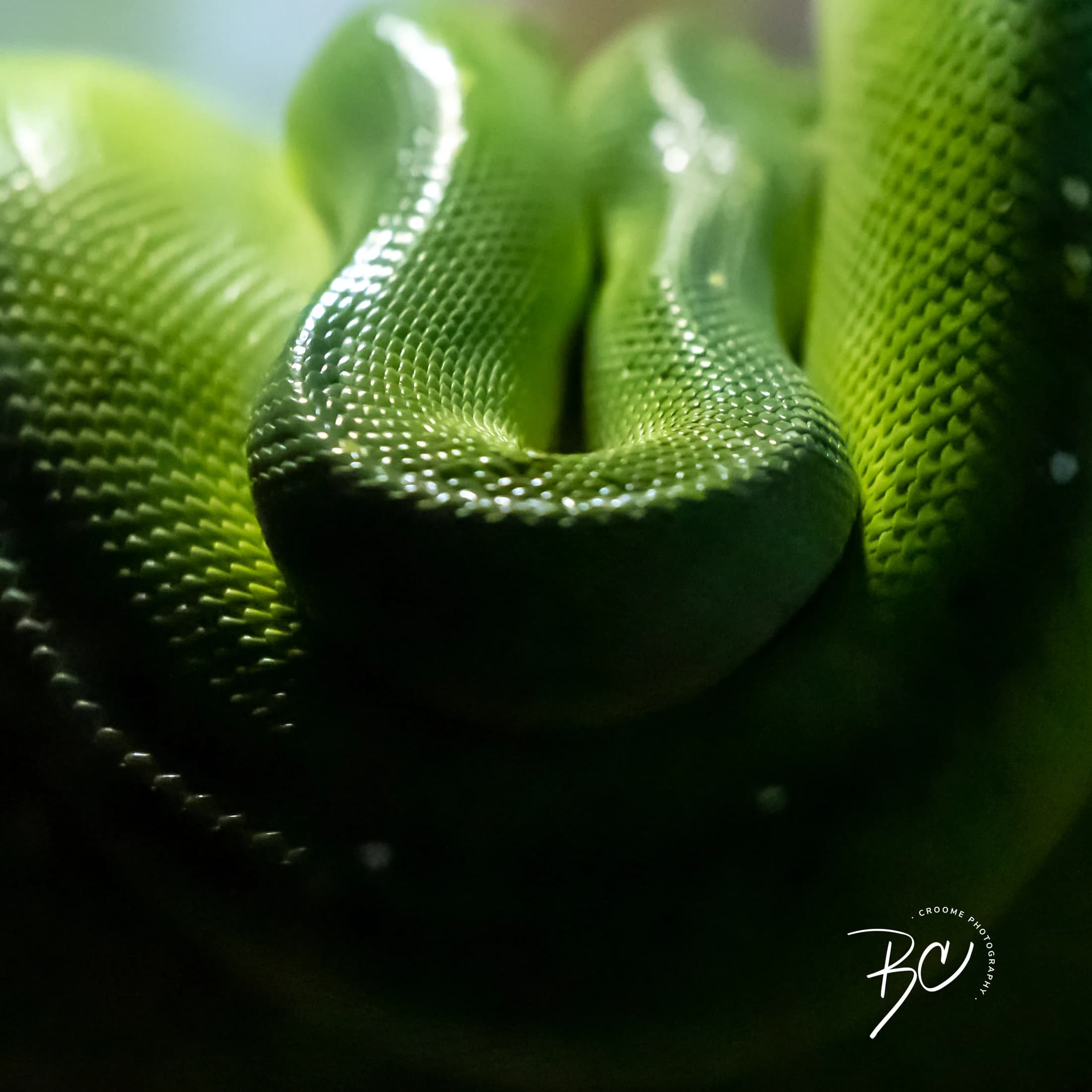 Close wildlife study by Croome Photography