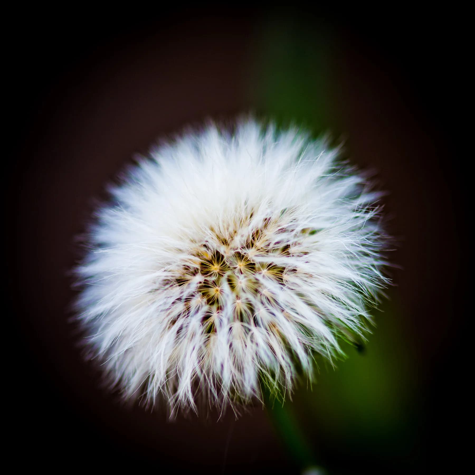 Dandelion macro study by Croome Photography