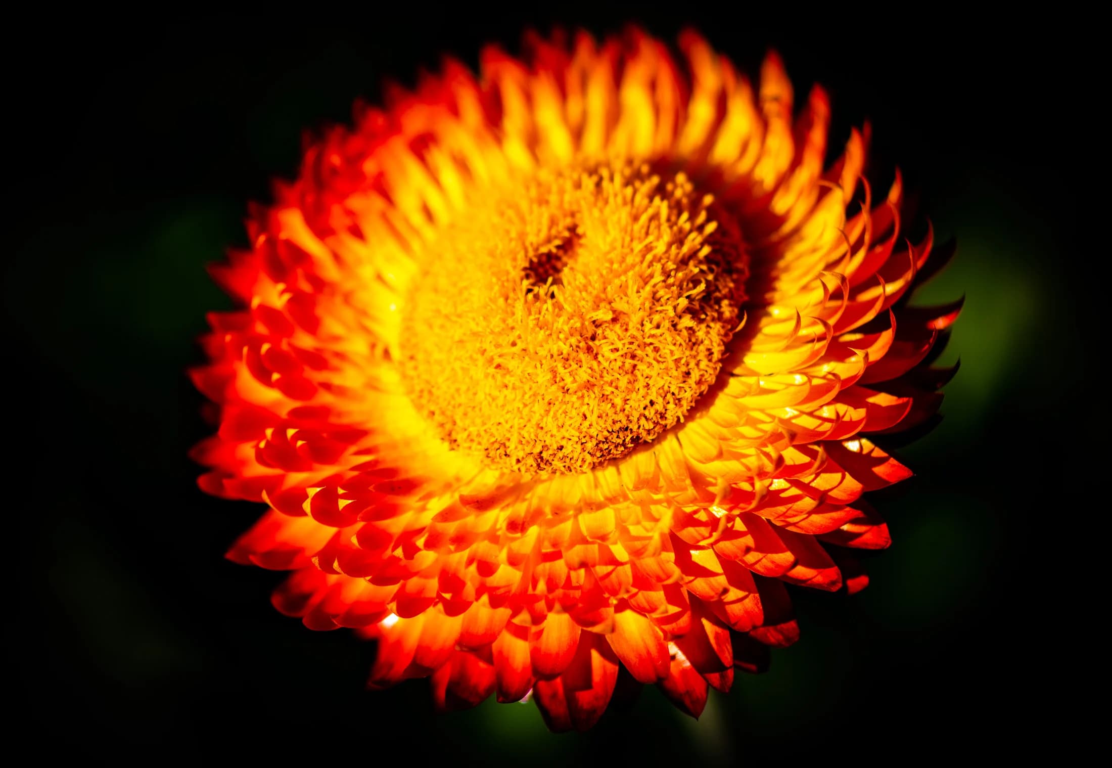 Bright macro flower study by Croome Photography
