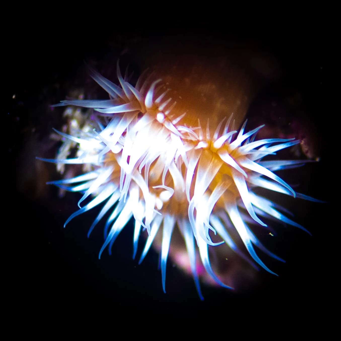 Marine macro form by Croome Photography