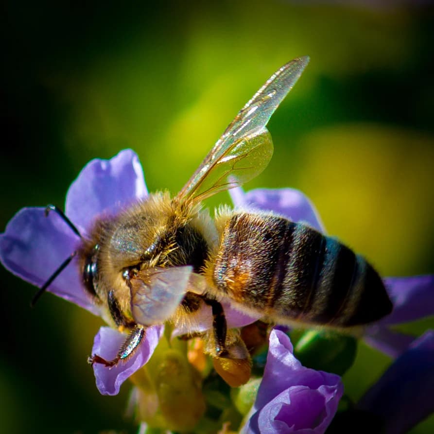 Macro bee and purple flower study by Croome Photography