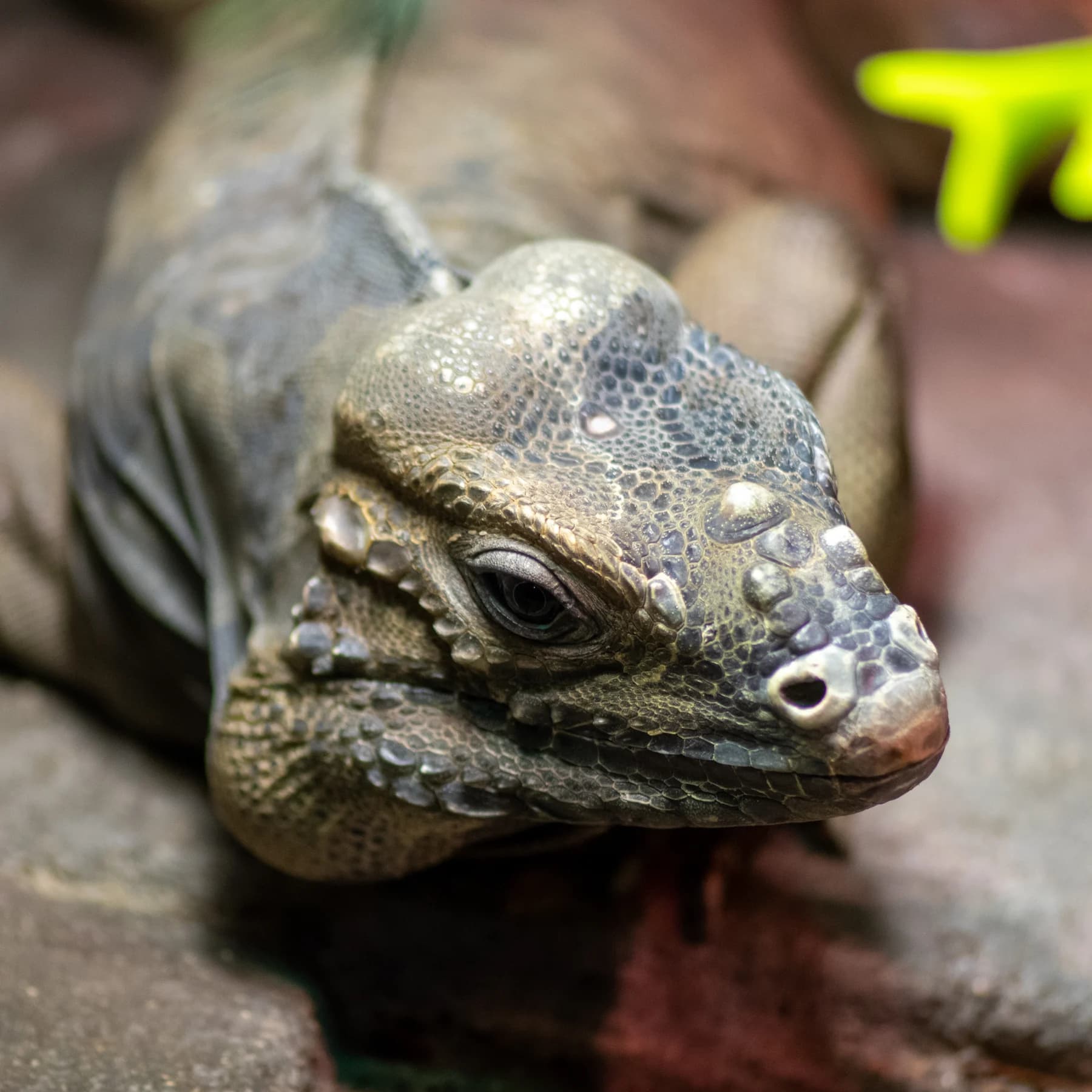 Reptile portrait by Croome Photography