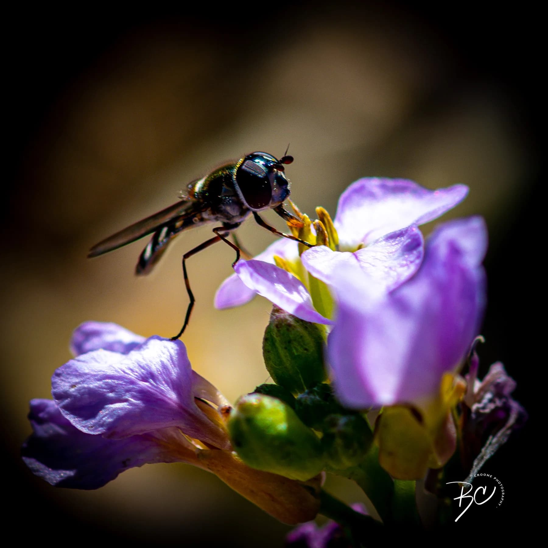 Insect on purple flower by Croome Photography
