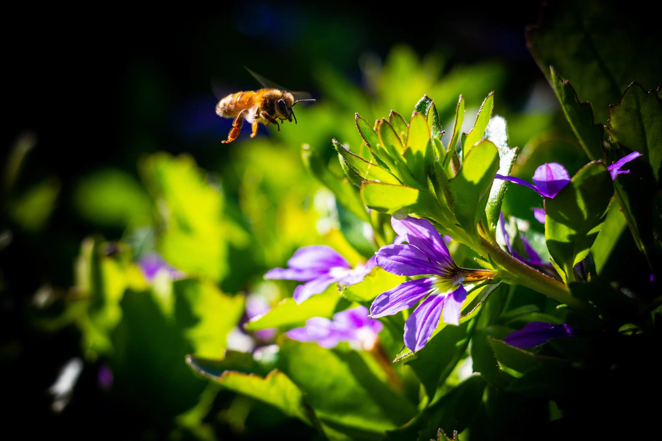 Bee in flight over flowers by Croome Photography