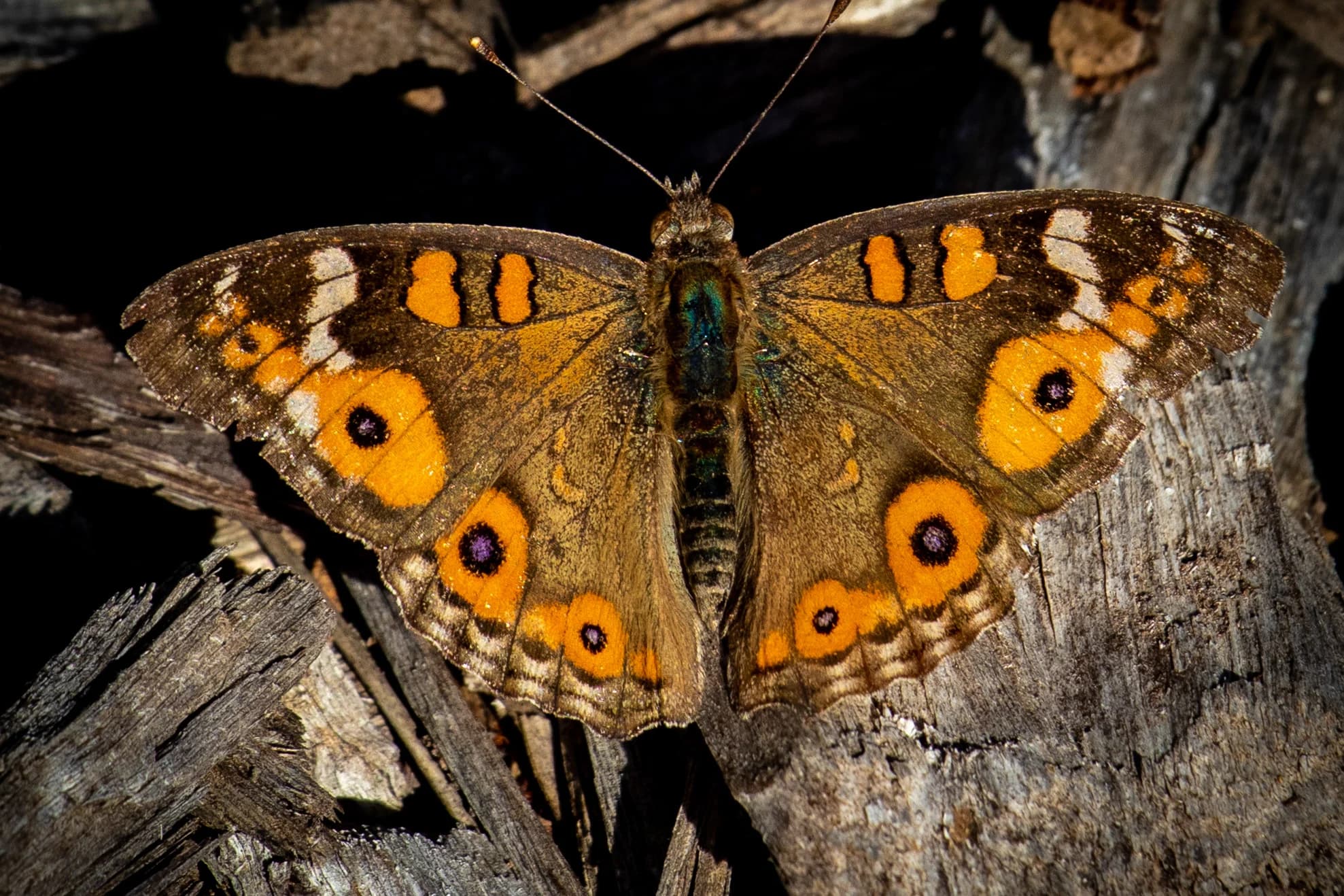 Butterfly study by Croome Photography