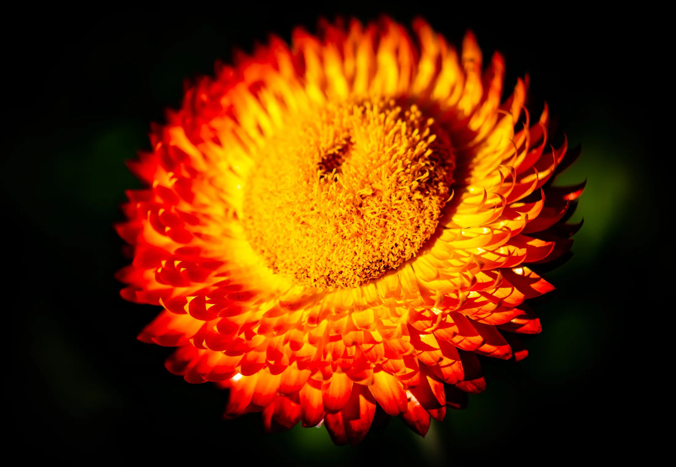 Vivid orange strawflower study by Croome Photography