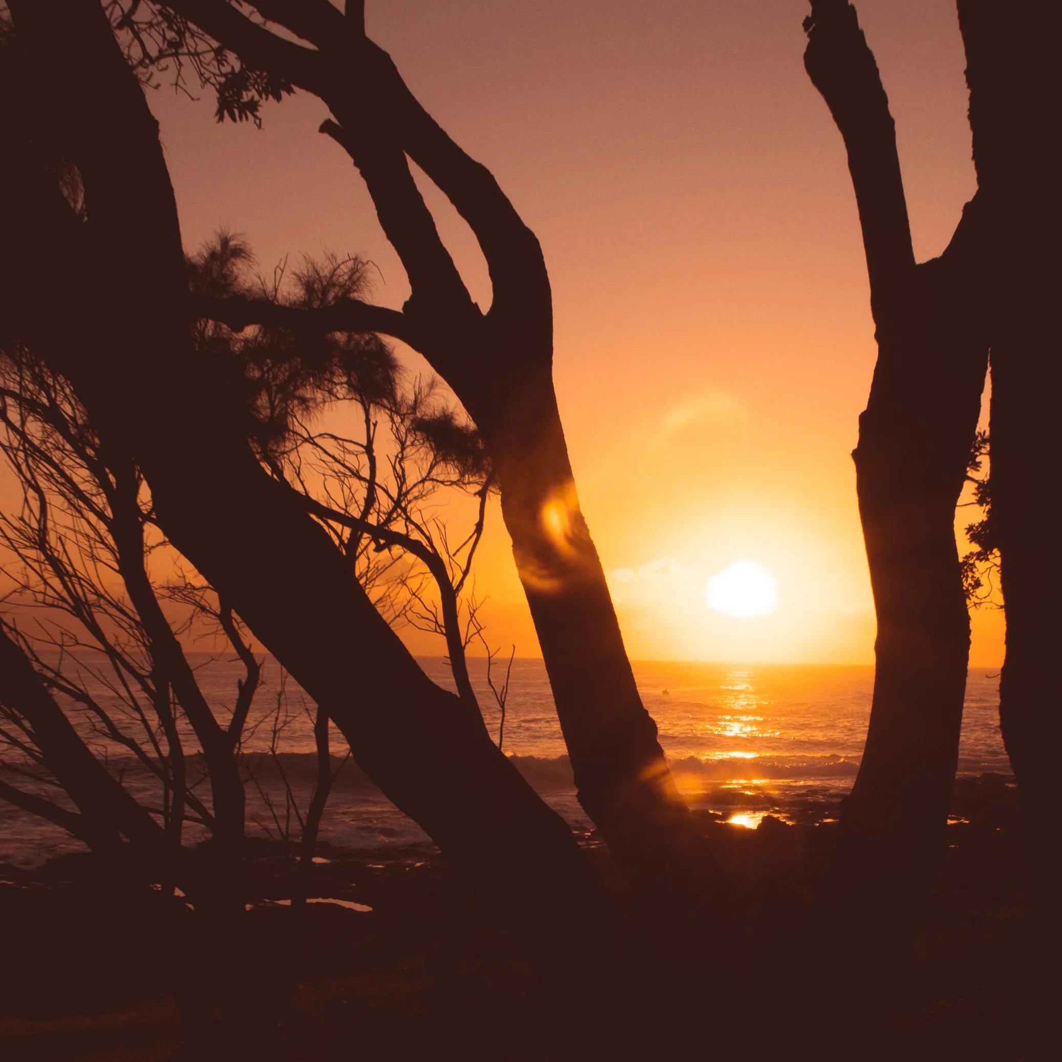 Sunset glowing through tree silhouettes by Croome Photography