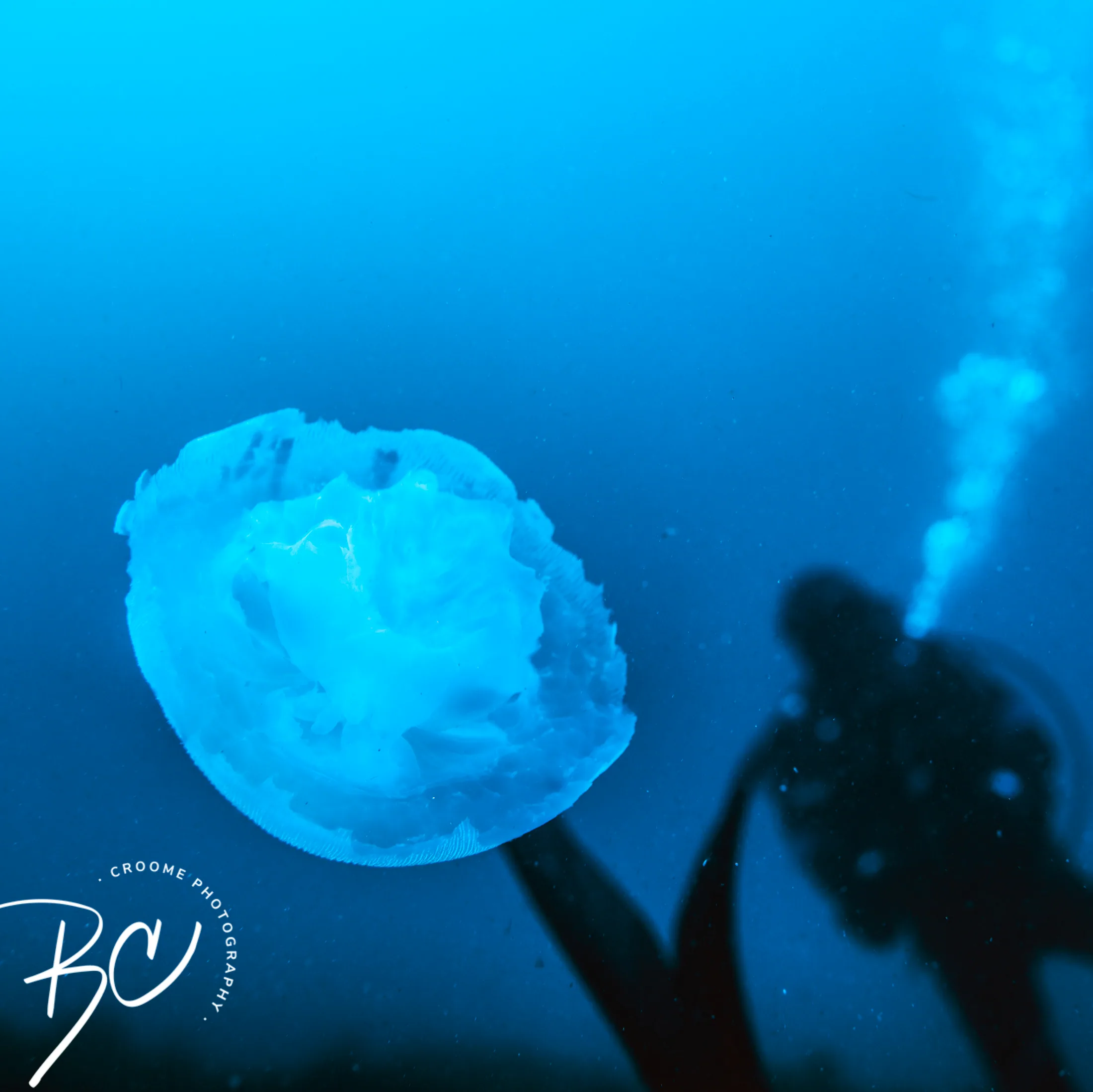 Jellyfish and diver photographed underwater by Croome Photography
