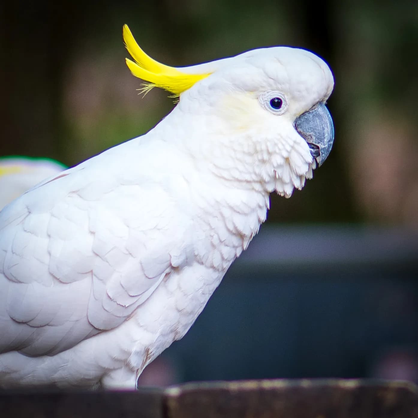 White cockatoo portrait by Croome Photography